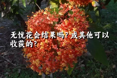 无忧花会结果吗？或其他可以收获的？