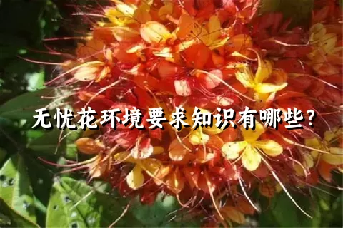 无忧花环境要求知识有哪些？