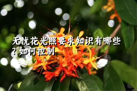 无忧花光照要求知识有哪些？如何控制