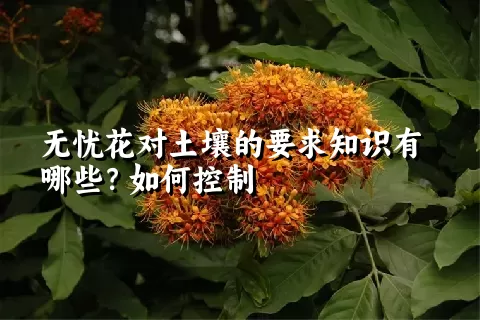 无忧花对土壤的要求知识有哪些？如何控制