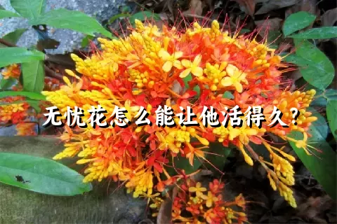 无忧花怎么能让他活得久？