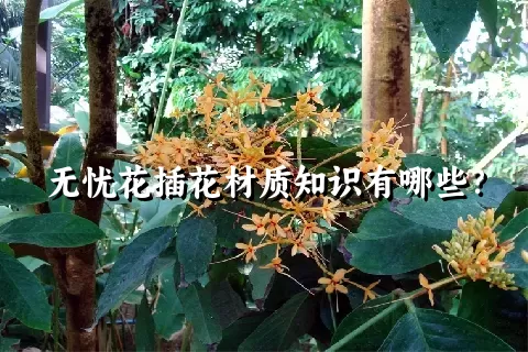 无忧花插花材质知识有哪些？