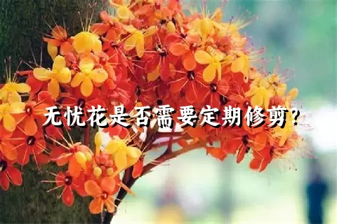 无忧花是否需要定期修剪？