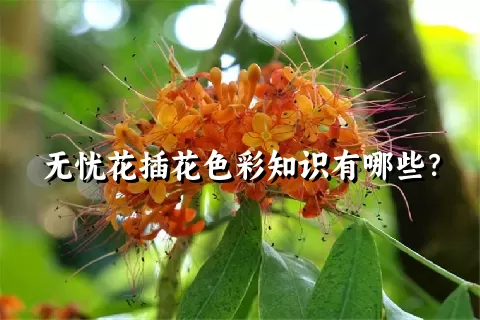 无忧花插花色彩知识有哪些？