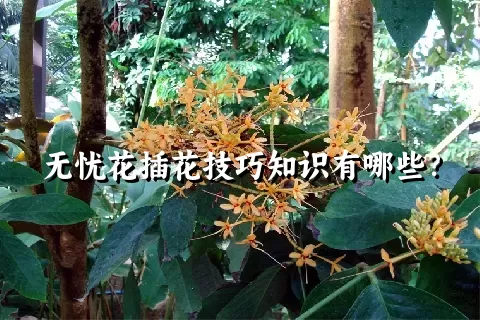 无忧花插花技巧知识有哪些？