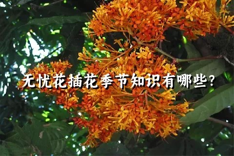 无忧花插花季节知识有哪些？