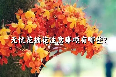 无忧花插花注意事项有哪些？