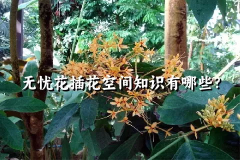 无忧花插花空间知识有哪些？