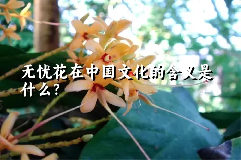 无忧花在中国文化的含义是什么？