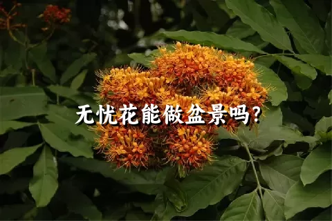 无忧花能做盆景吗？