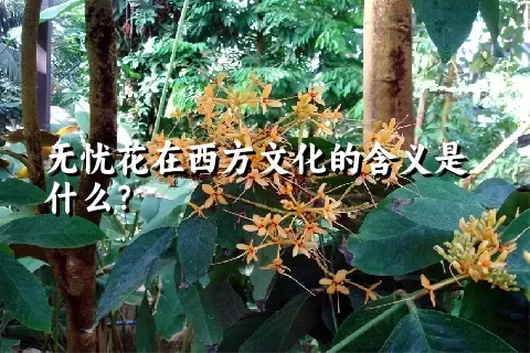 无忧花在西方文化的含义是什么？