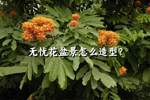 无忧花盆景怎么造型？