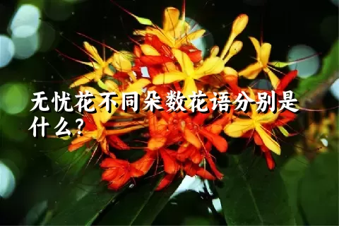 无忧花不同朵数花语分别是什么？