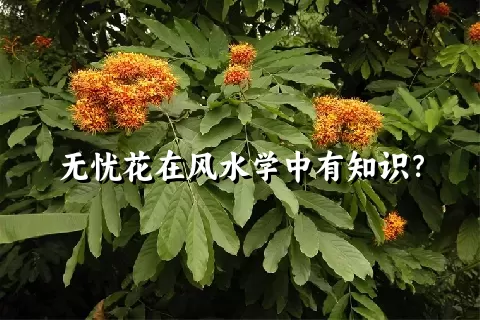 无忧花在风水学中有知识？