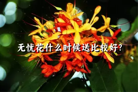 无忧花什么时候送比较好？