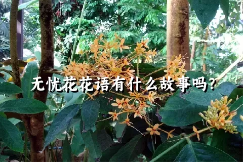 无忧花花语有什么故事吗？