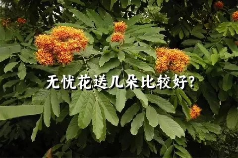 无忧花送几朵比较好？