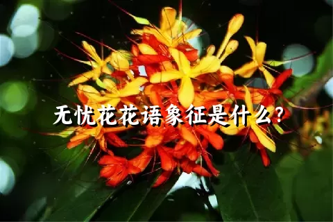 无忧花花语象征是什么？