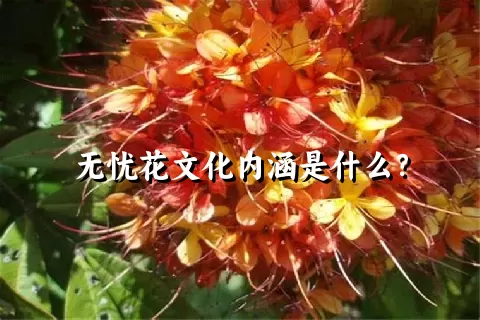 无忧花文化内涵是什么？