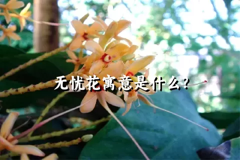 无忧花寓意是什么？