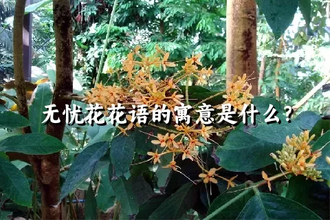 无忧花花语的寓意是什么？