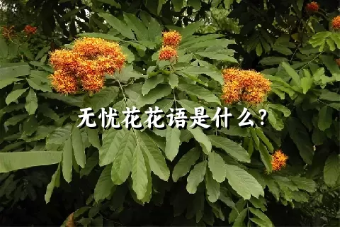 无忧花花语是什么？