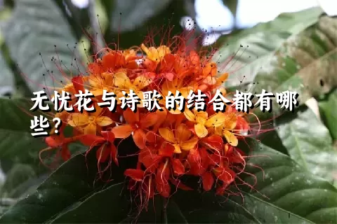 无忧花与诗歌的结合都有哪些？