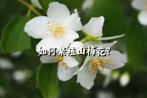 如何繁殖山梅花？