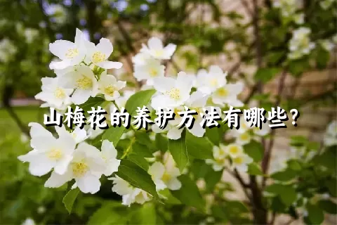 山梅花的养护方法有哪些？