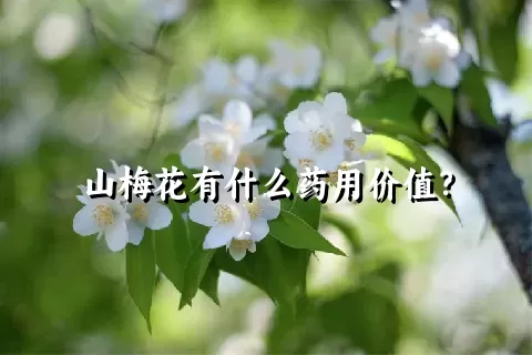 山梅花有什么药用价值？