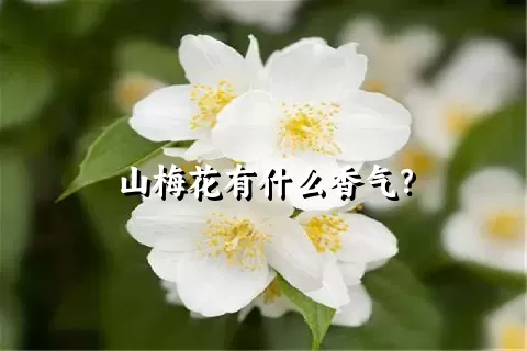 山梅花有什么香气？