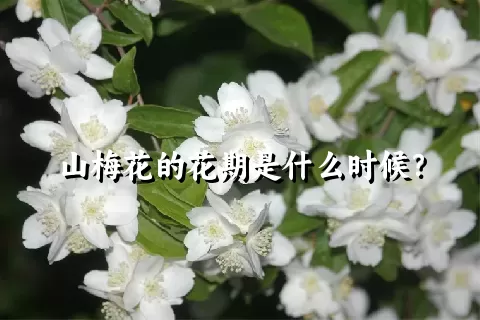 山梅花的花期是什么时候？