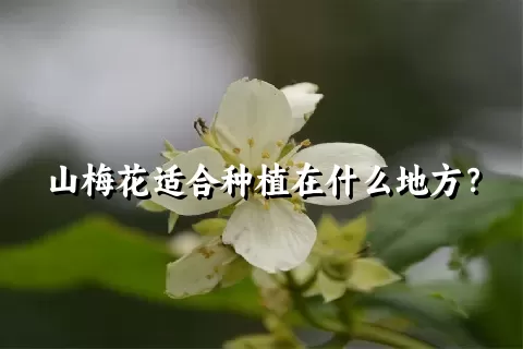 山梅花适合种植在什么地方？