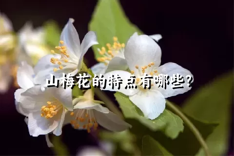 山梅花的特点有哪些？