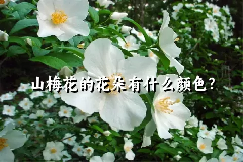 山梅花的花朵有什么颜色？