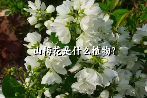 山梅花是什么植物？