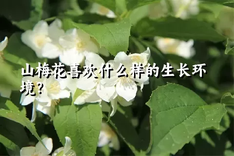 山梅花喜欢什么样的生长环境？