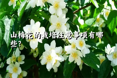 山梅花的栽培注意事项有哪些？