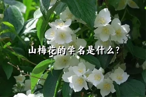 山梅花的学名是什么？