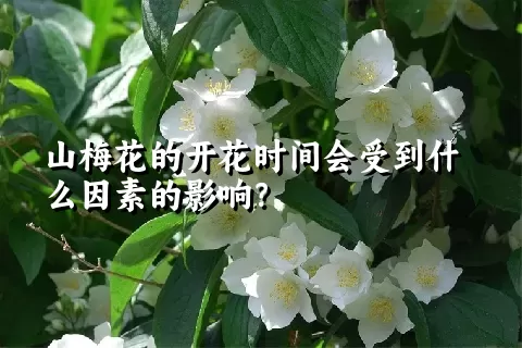 山梅花的开花时间会受到什么因素的影响？