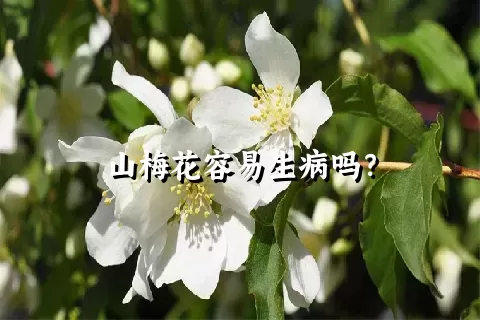 山梅花容易生病吗？