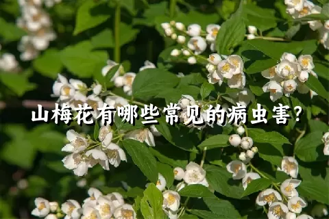 山梅花有哪些常见的病虫害？