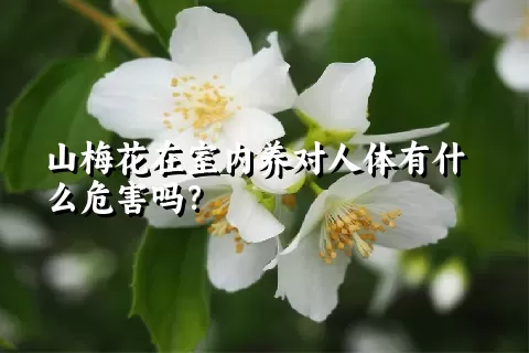 山梅花在室内养对人体有什么危害吗？