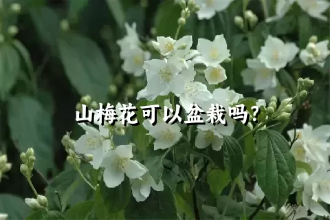 山梅花可以盆栽吗？