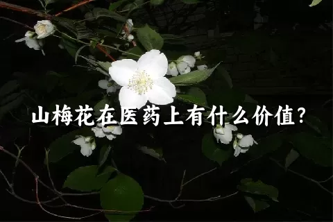 山梅花在医药上有什么价值？