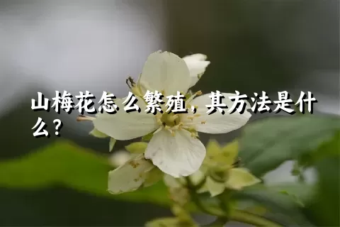 山梅花怎么繁殖，其方法是什么？