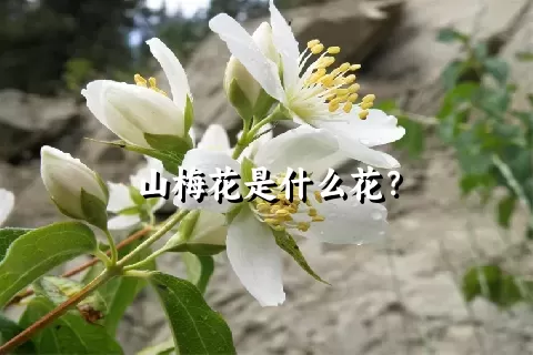 山梅花是什么花？