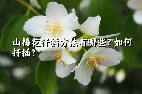 山梅花扦插方法有哪些？如何扦插？