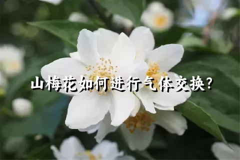 山梅花如何进行气体交换？