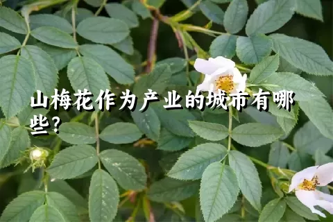 山梅花作为产业的城市有哪些？